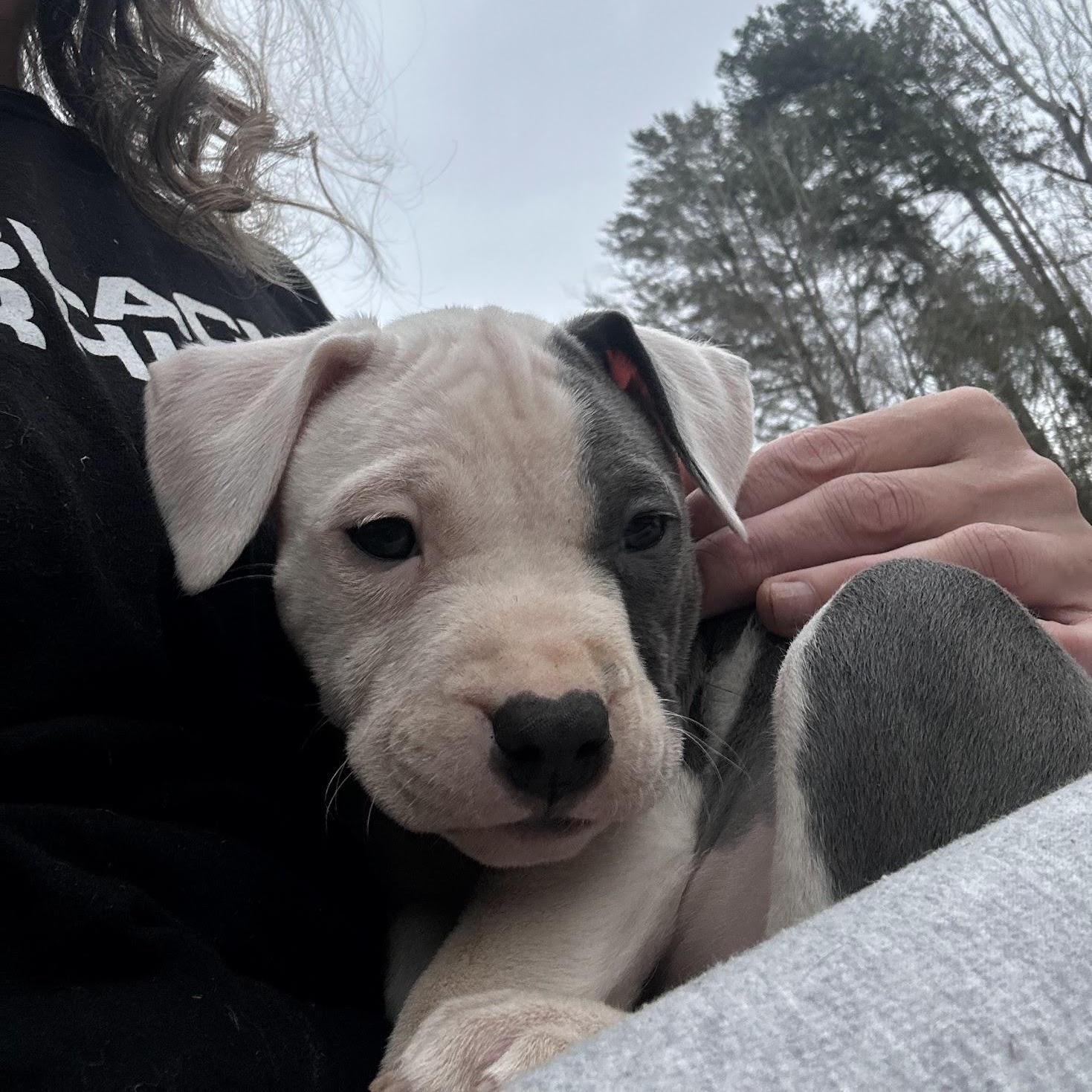 Enlarge Scout, a Adopted Mixed Breed in Catawba, NC image 3/6