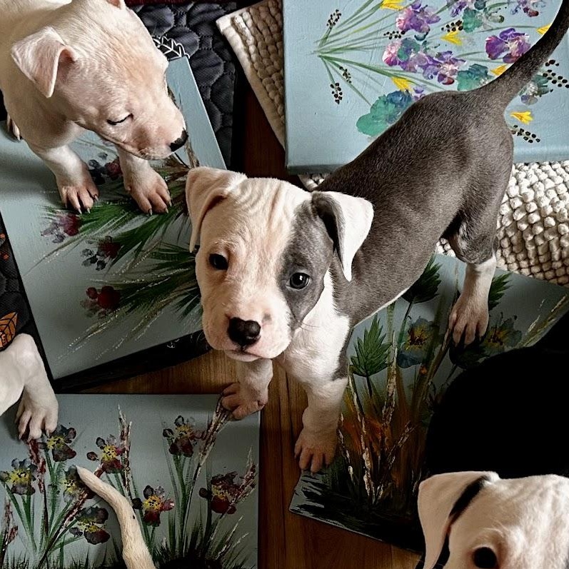 Enlarge Scout, a Adopted Mixed Breed in Catawba, NC image 4/6