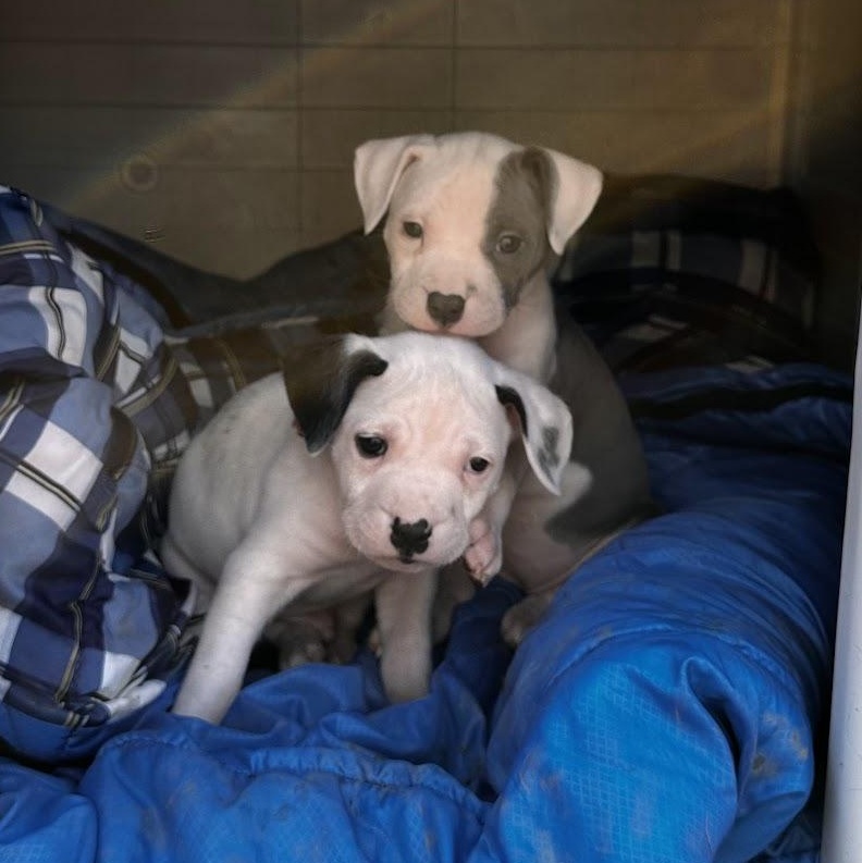 Enlarge Scout, a Adopted Mixed Breed in Catawba, NC image 5/6