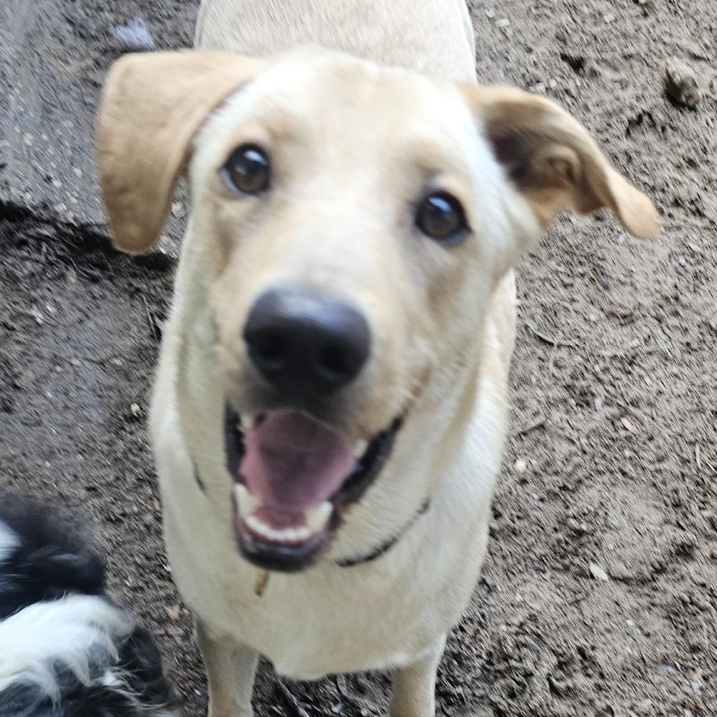 Clive, Adoptable, Adult Male Yellow Labrador Retriever & Husky.