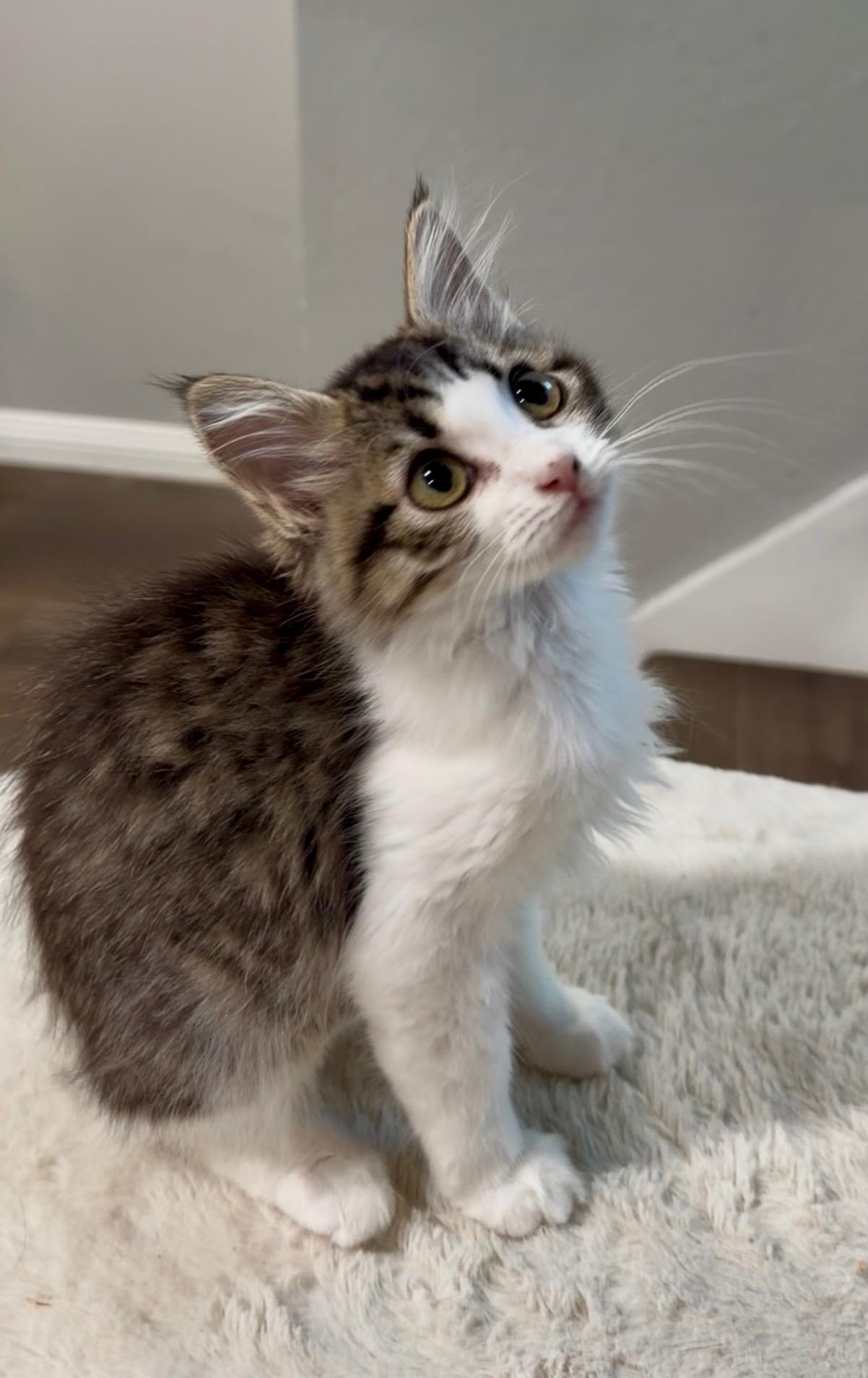 Enlarge Justine, an adopted Tabby in Oakley, CA image 2/2