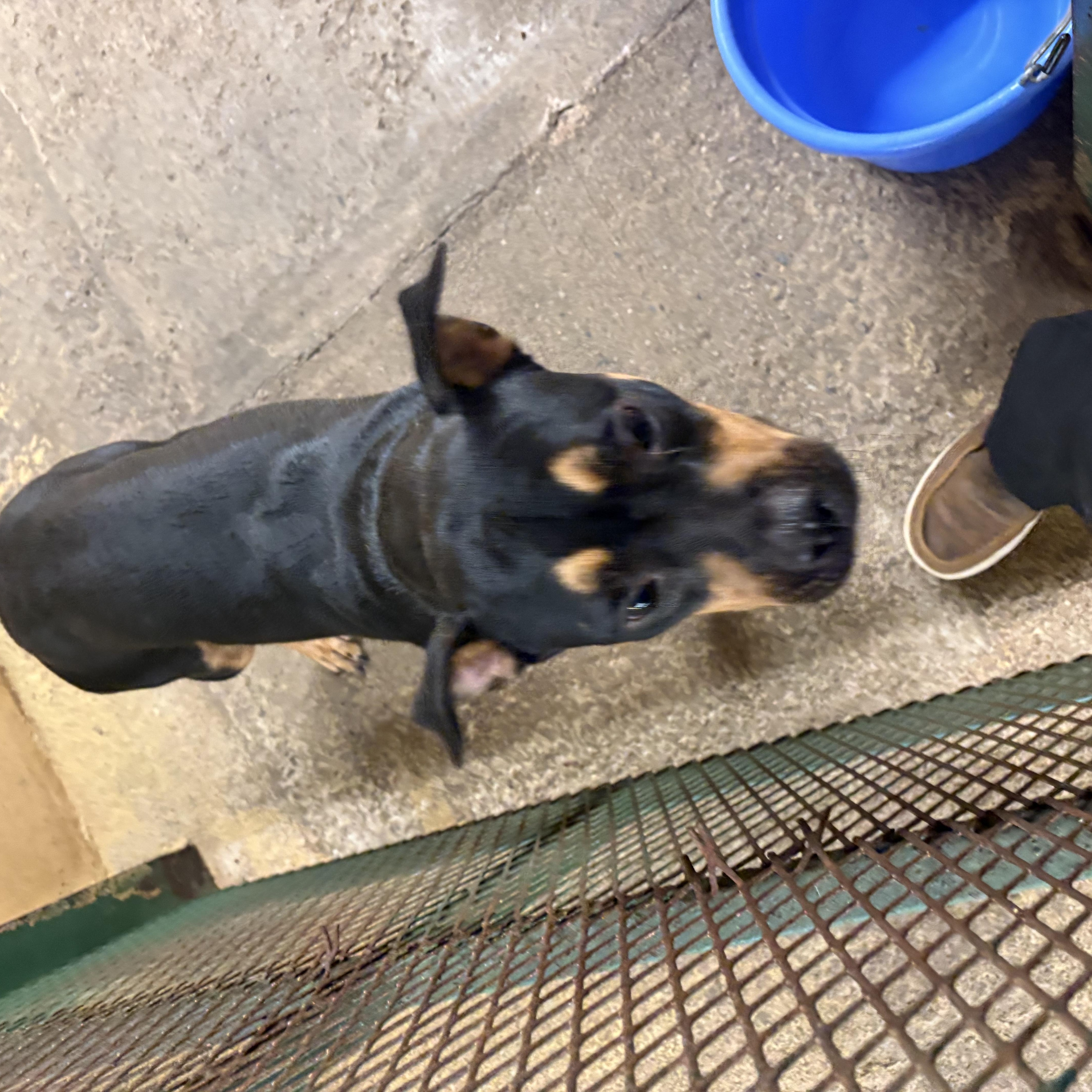Luna, Adoptable, Young Female American Bully.