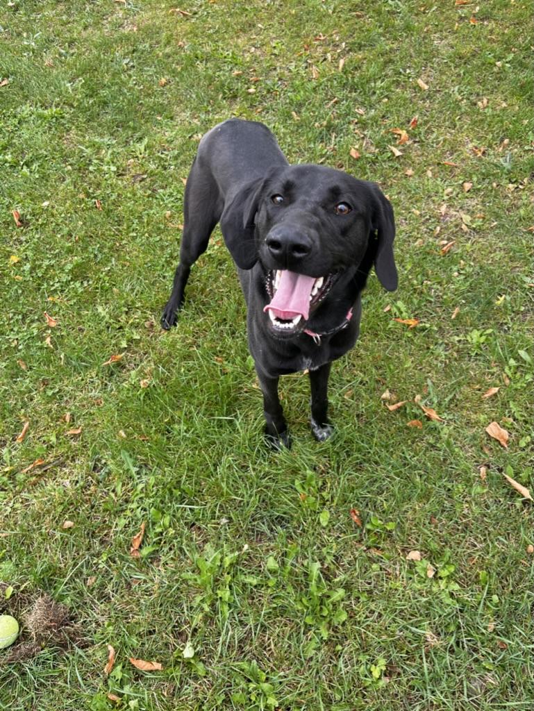 Enlarge Ursa - foster placement needed, an adoptable mixed breed in Mississauga, ON image 2/3