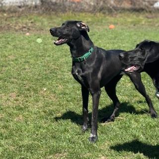 Enlarge Ursa - foster placement needed, an adoptable mixed breed in Mississauga, ON image 4/6