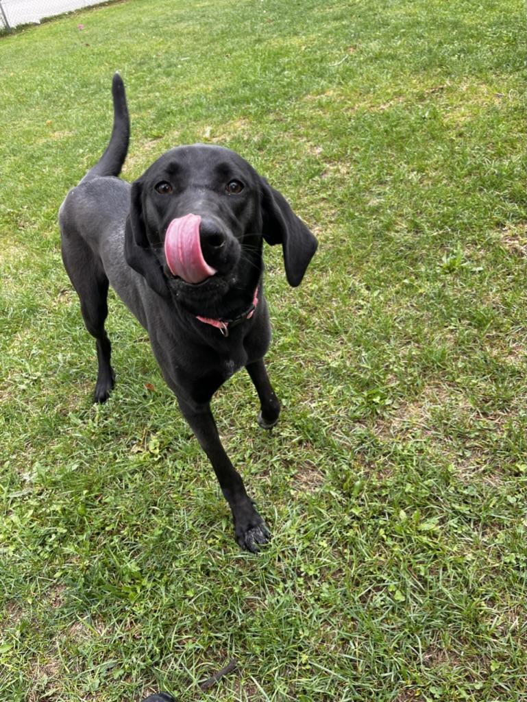 Ursa - foster placement needed, adoptable, Adult Female Turkish Kangal & German Shorthaired Pointer.