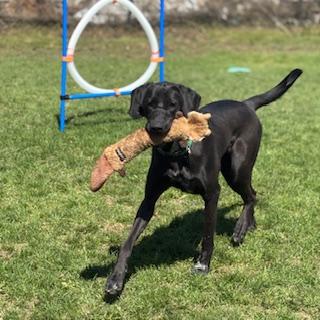 Enlarge Ursa - foster placement needed, an adoptable mixed breed in Mississauga, ON image 1/6