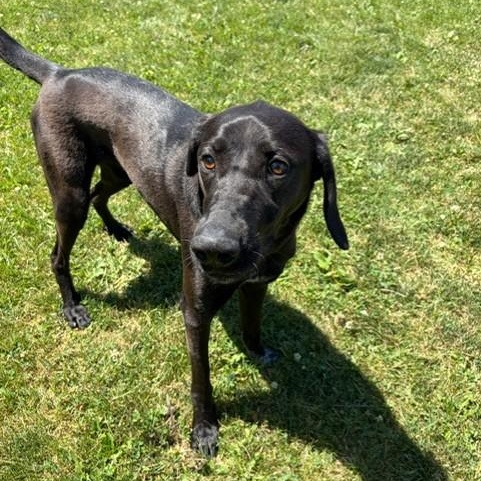 Ursa - Foster Placement Needed, adoptable, Adult Female Turkish Kangal & German Shorthaired Pointer.