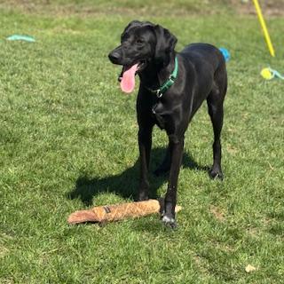 Enlarge Ursa - foster placement needed, an adoptable mixed breed in Mississauga, ON image 3/6
