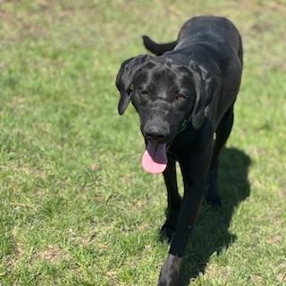 Enlarge Ursa - foster placement needed, an adoptable mixed breed in Mississauga, ON image 5/6