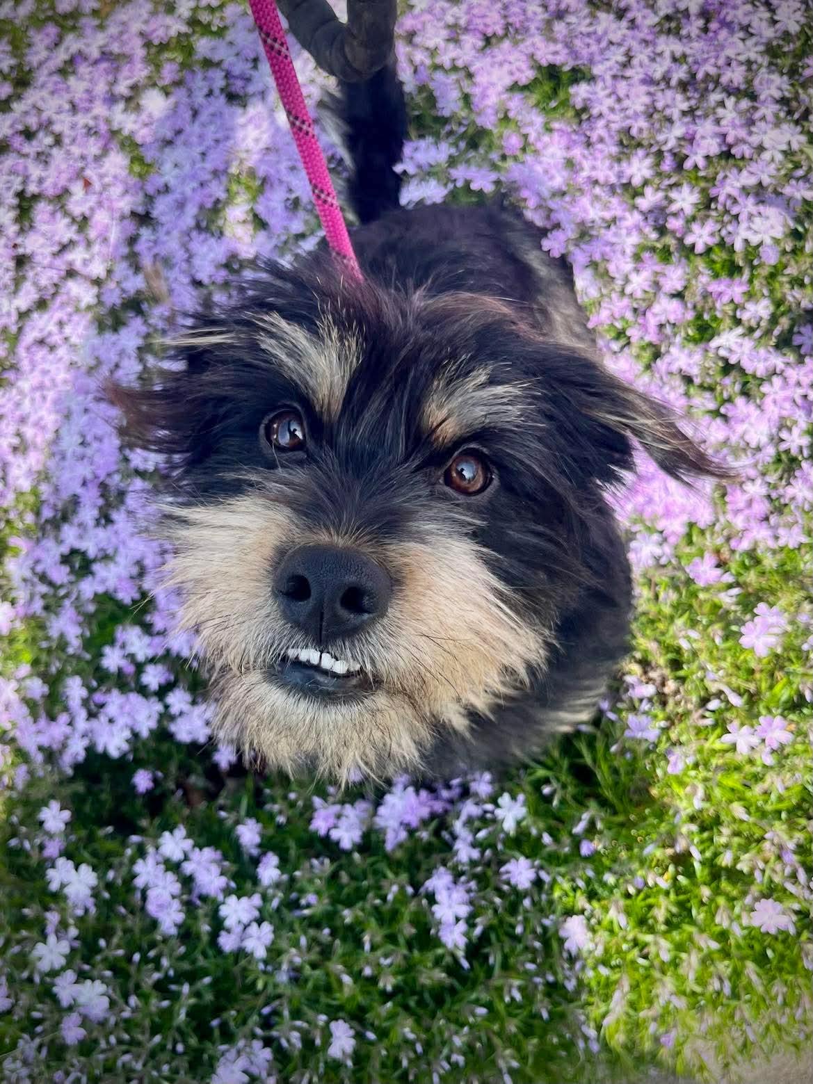 Enlarge Winston, a Adopted mixed breed in Richmond, KY image 1/6