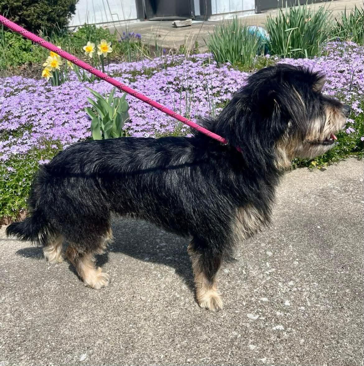 Enlarge Winston, a Adopted mixed breed in Richmond, KY image 2/6