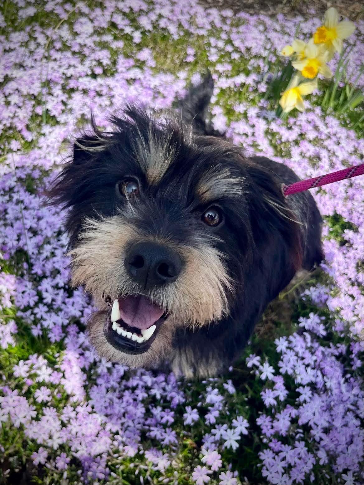 Enlarge Winston, a Adopted mixed breed in Richmond, KY image 3/6