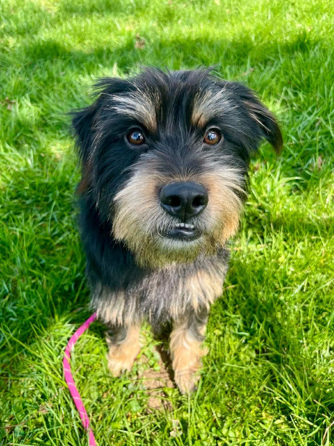 Enlarge Winston, a Adopted mixed breed in Richmond, KY image 4/6