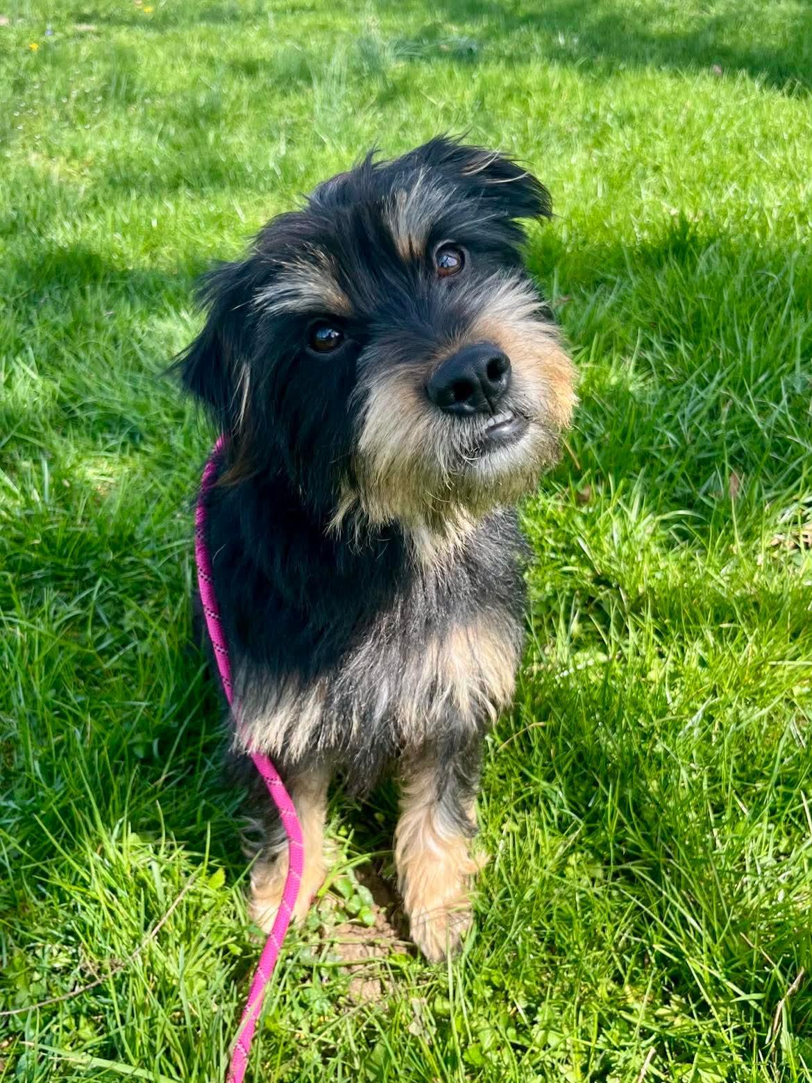 Enlarge Winston, a Adopted mixed breed in Richmond, KY image 5/6