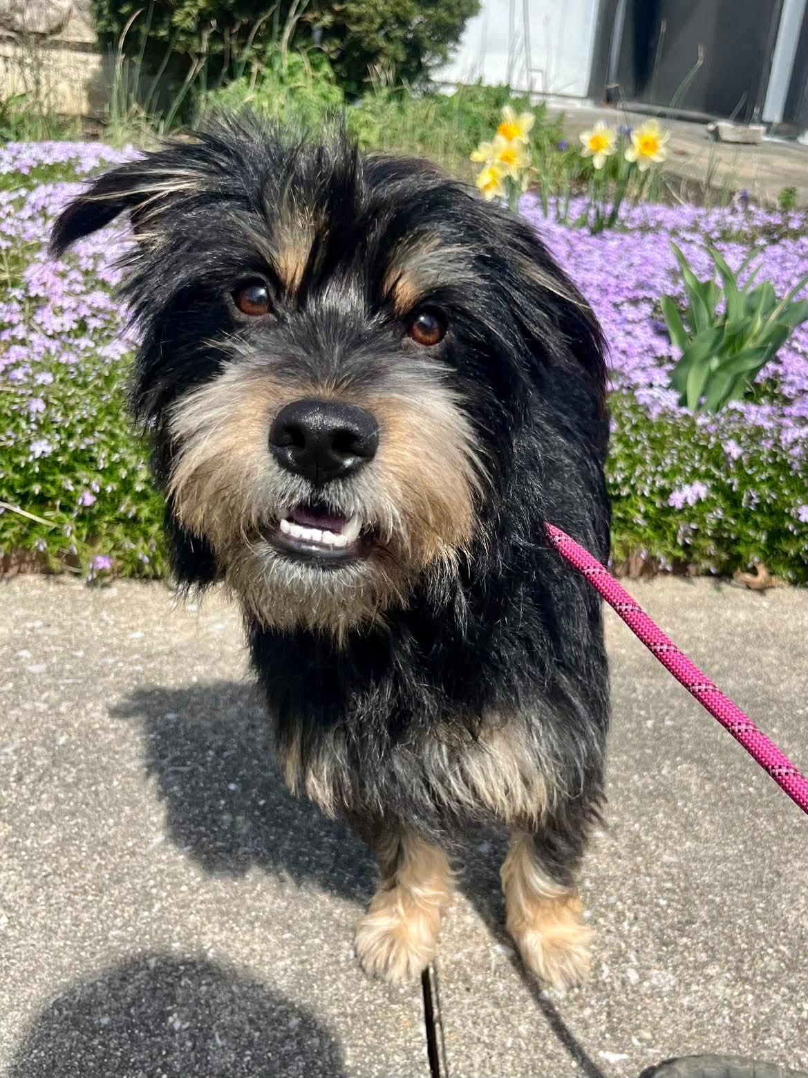 Enlarge Winston, a Adopted mixed breed in Richmond, KY image 6/6