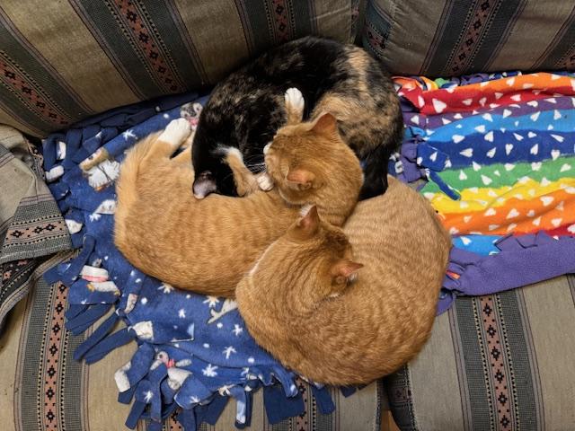 Milo, Adoptable, Young Male Domestic Short Hair.