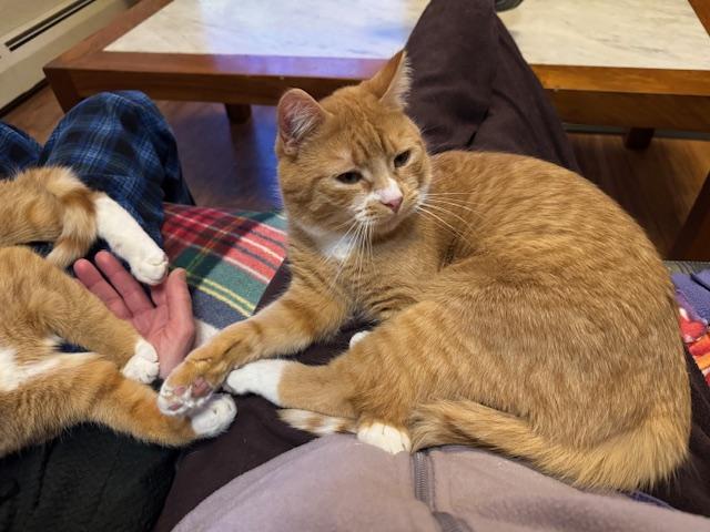 Enlarge Milo, a Adoptable Domestic Short Hair in Burlington, VT image 2/6