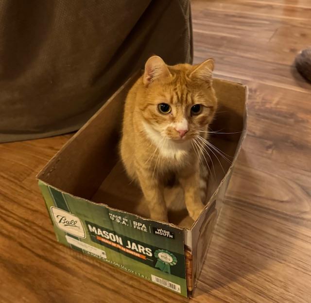 Enlarge Milo, a Adoptable Domestic Short Hair in Burlington, VT image 3/6