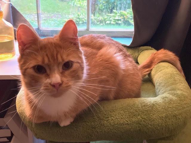 Enlarge Milo, a Adoptable Domestic Short Hair in Burlington, VT image 5/6