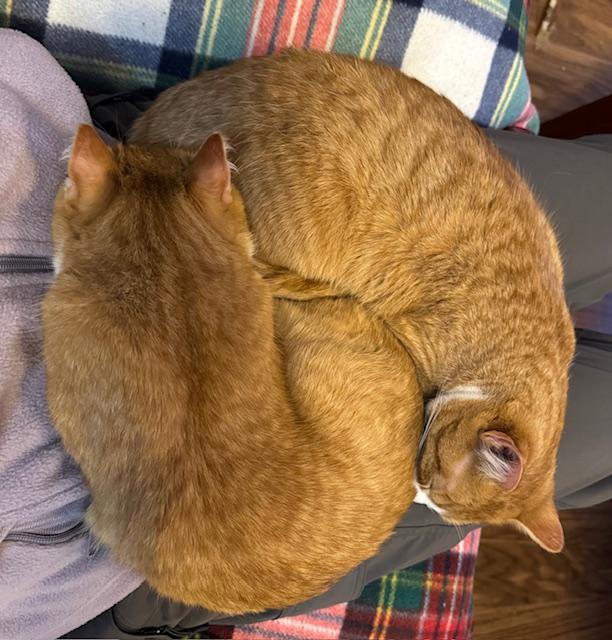 Enlarge Milo, a Adoptable Domestic Short Hair in Burlington, VT image 6/6