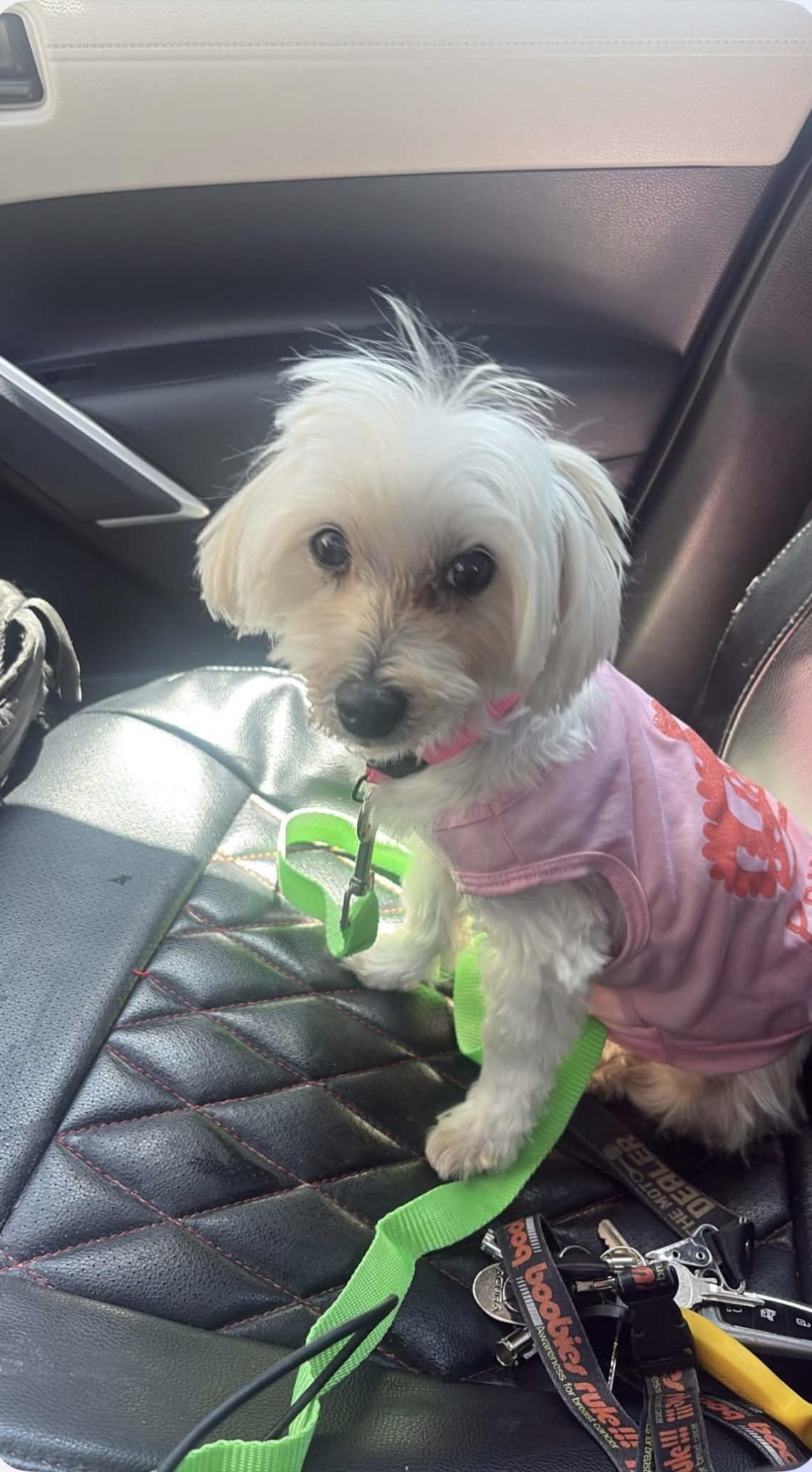 Enlarge Lulu Maltese, a ADOPTABLE Maltese in Sarasota, FL image 3/3