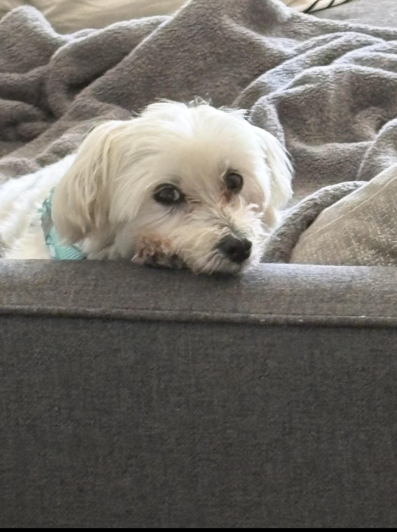 Enlarge Lulu Maltese, a ADOPTABLE Maltese in Sarasota, FL image 2/3