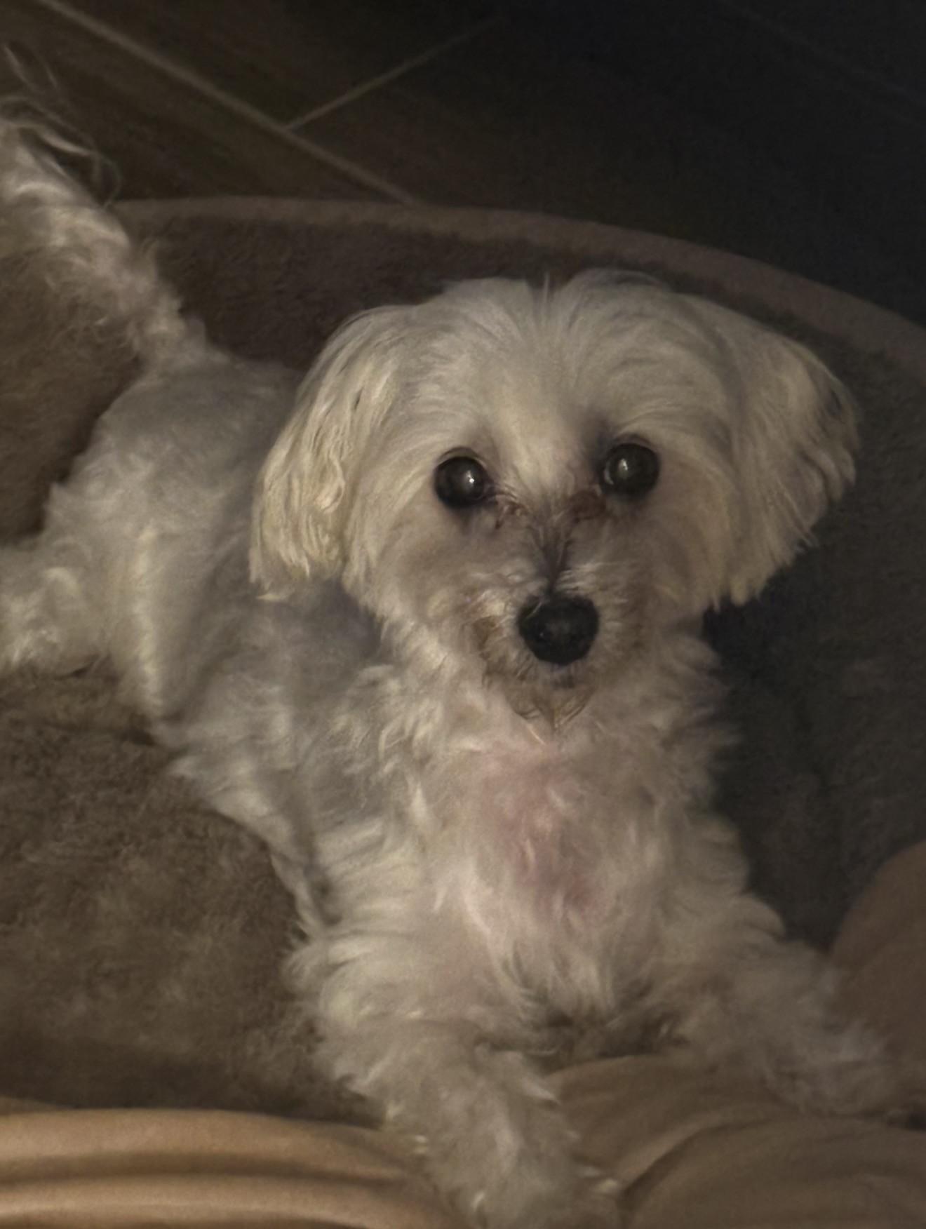 Enlarge Lulu Maltese, a ADOPTABLE Maltese in Sarasota, FL image 1/3