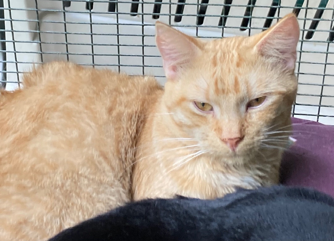 Enlarge Biff, a Adoptable Domestic Short Hair in Pottsville, PA image 1/1