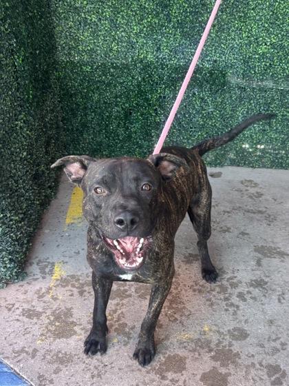61885326, Adoptable, Adult Male Cane Corso & Mixed Breed.