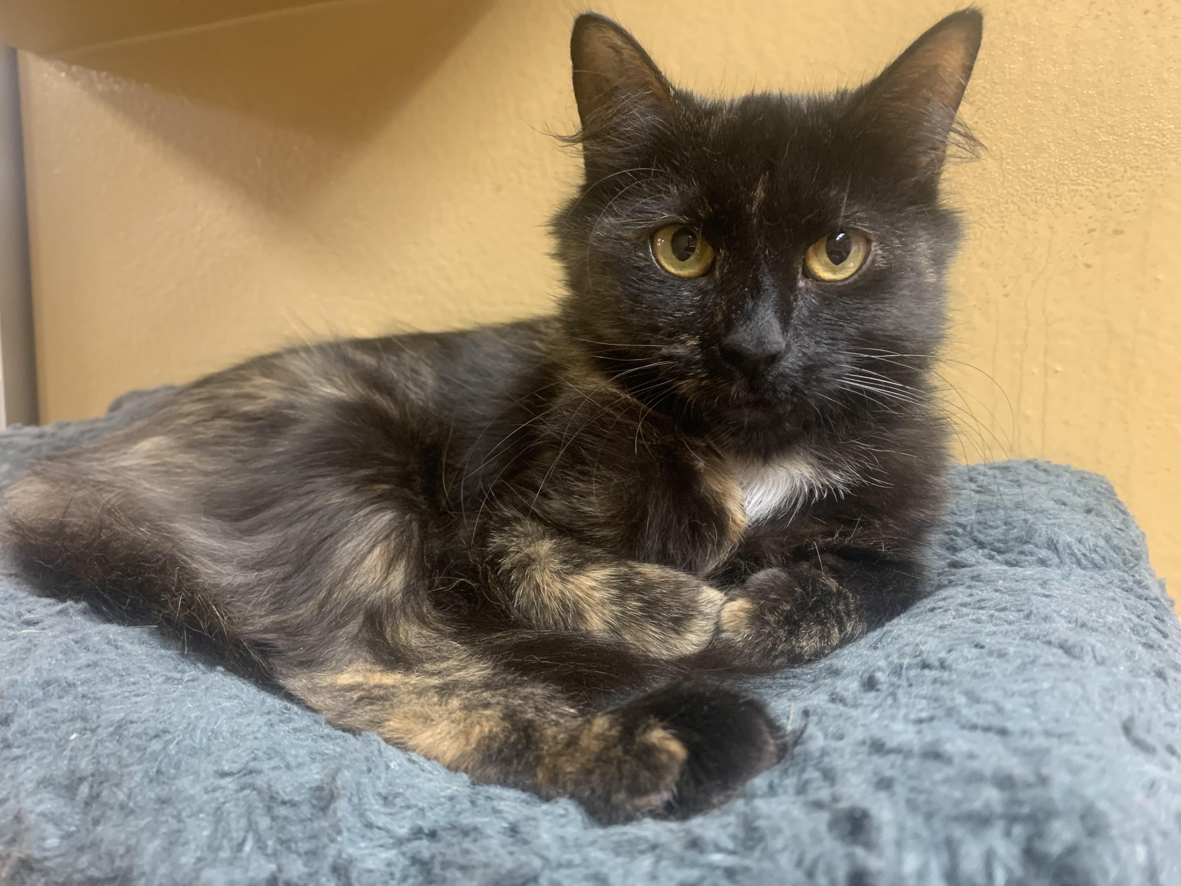 Enlarge Stella, a ADOPTABLE mixed breed in Port Jefferson Station, NY image 1/1