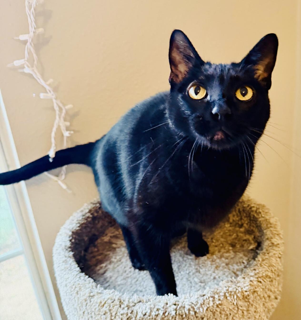 Winston, a ADOPTABLE mixed breed in Bertram, TX image 2/3