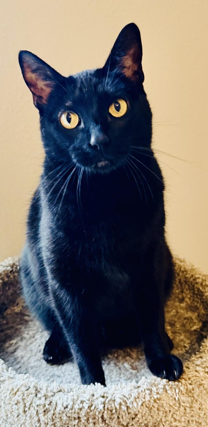 Winston, ADOPTABLE, Senior Male Burmese & American Shorthair.