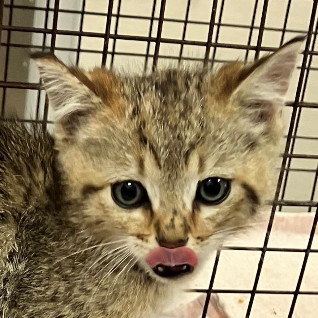 Enlarge Rumplestilskin, a Adoptable Domestic Short Hair in Las Cruces, NM image 1/2