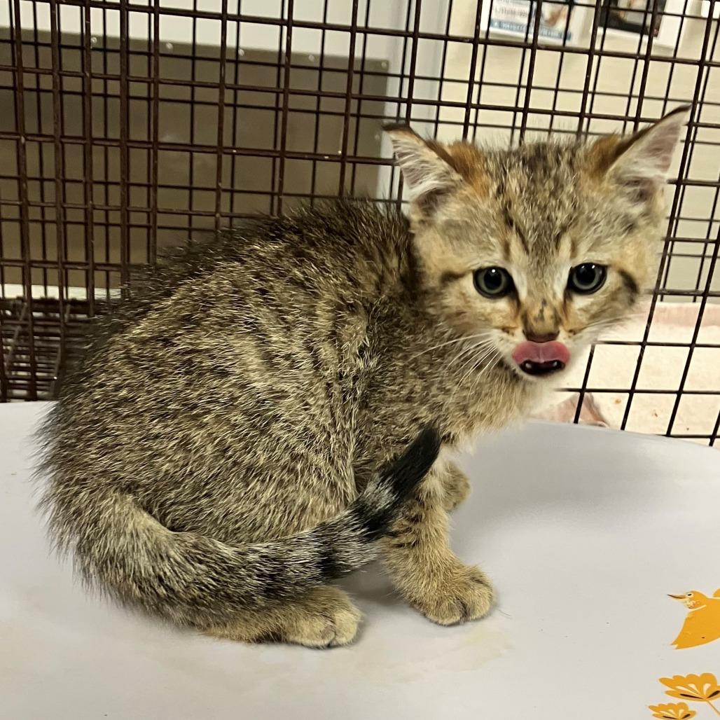 Enlarge Rumplestilskin, a Adoptable Domestic Short Hair in Las Cruces, NM image 2/2