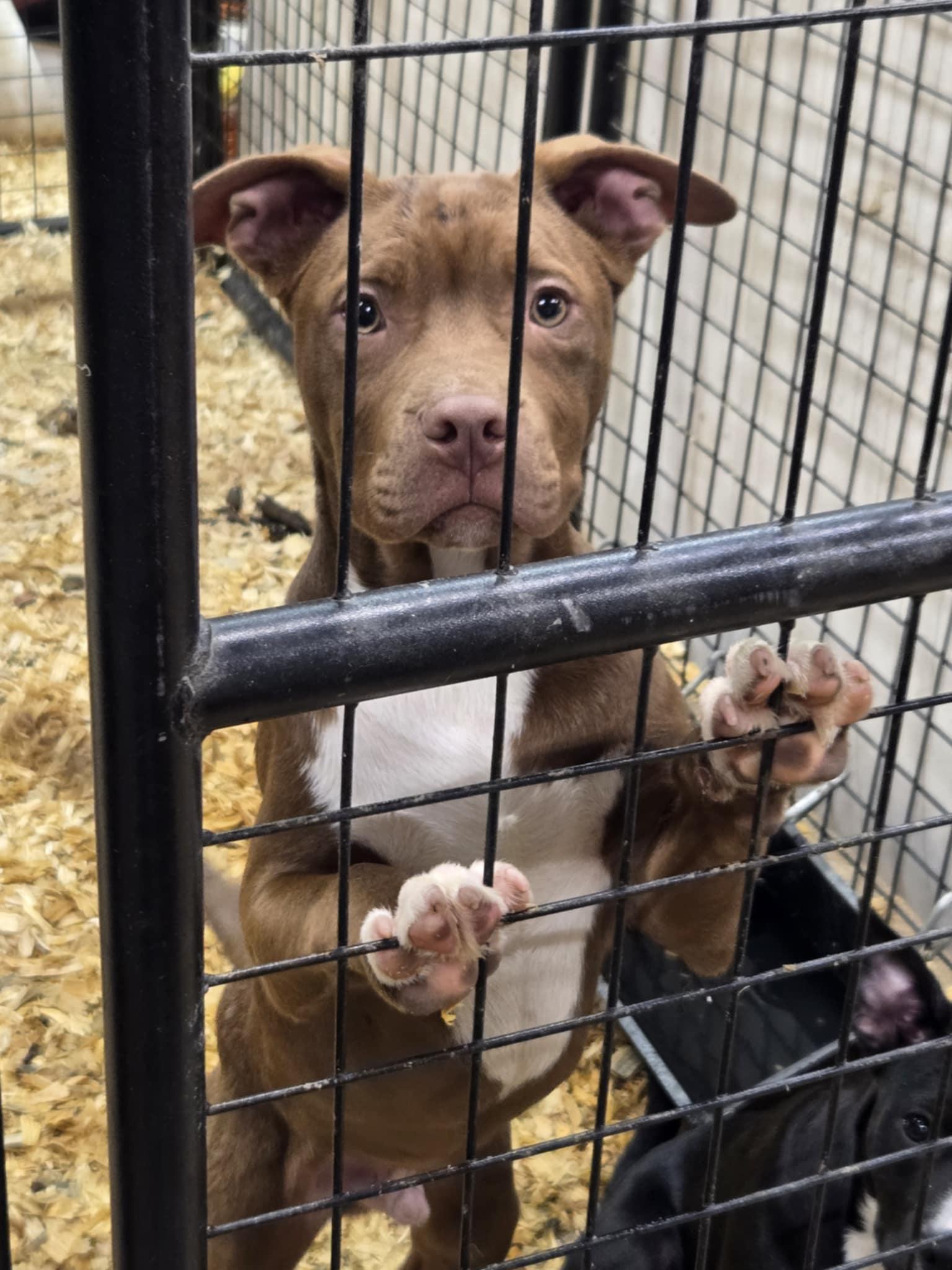 Hooch, Adoptable, Puppy Male Mixed Breed & Pit Bull Terrier.
