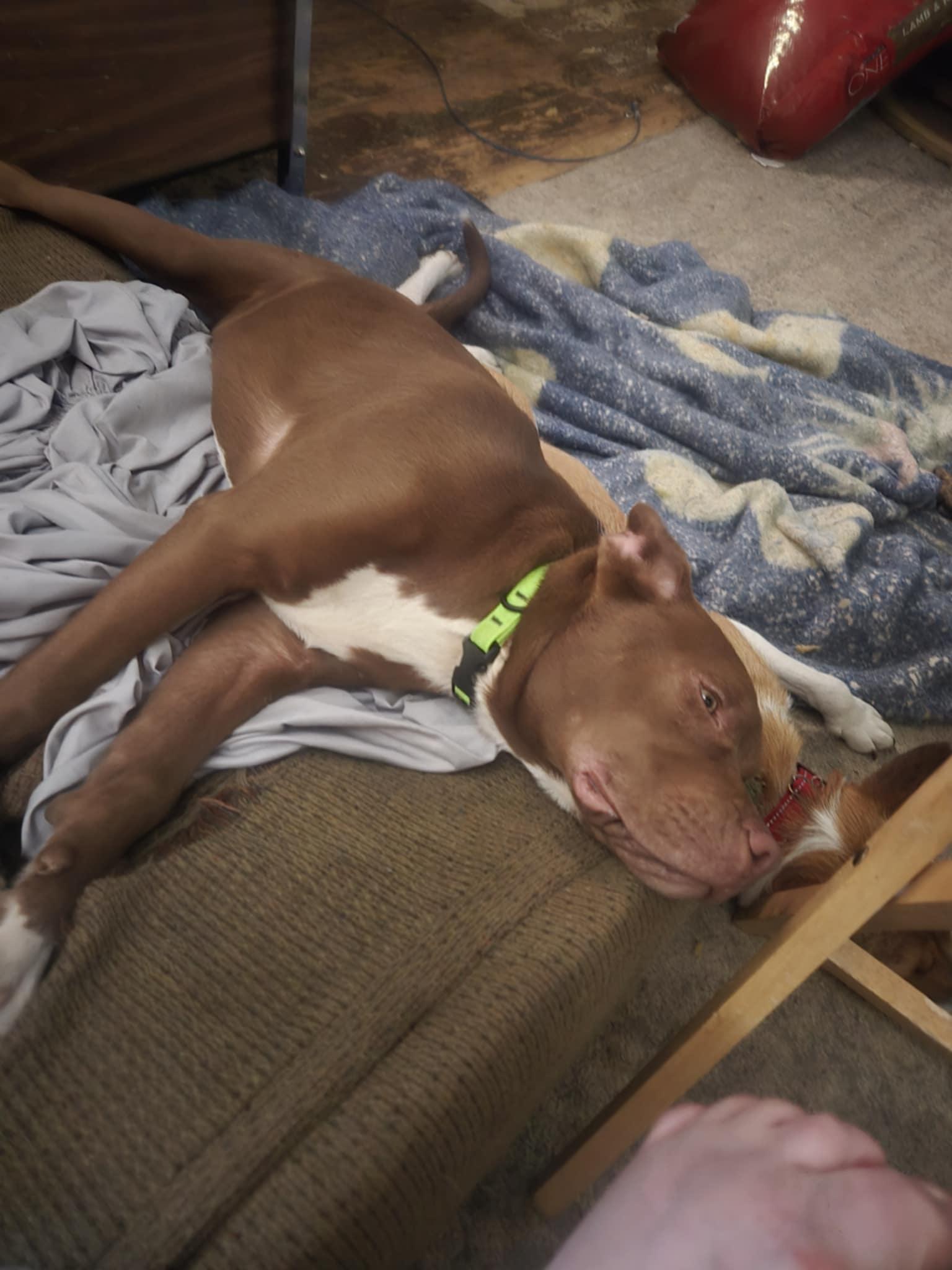 Hooch, a Adoptable mixed breed in Delphi, IN image 2/5