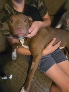 Hooch, a Adoptable mixed breed in Delphi, IN image 3/5