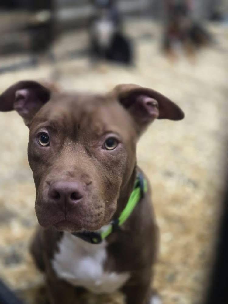 Hooch, a Adoptable mixed breed in Delphi, IN image 5/5