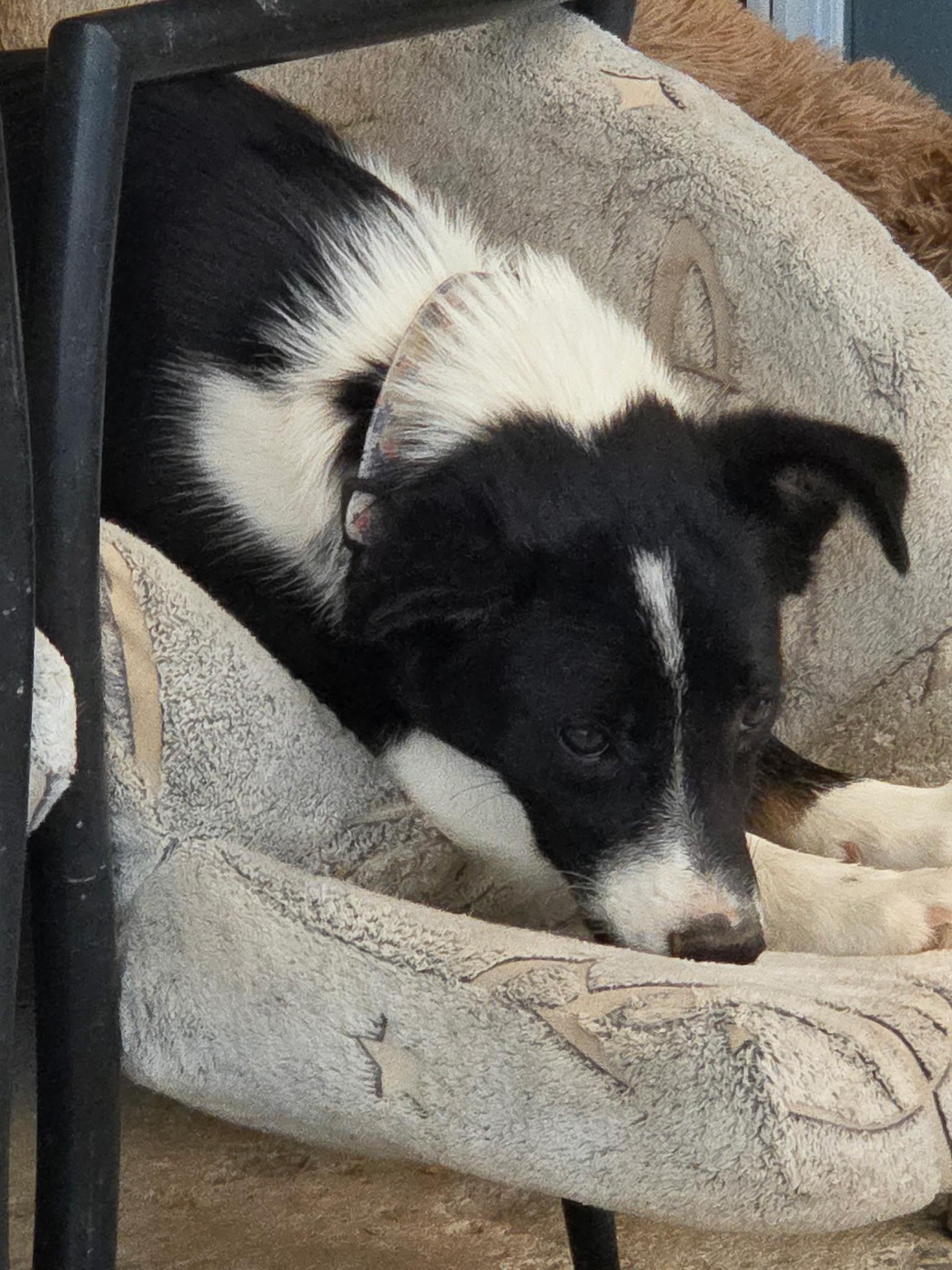 Enlarge Jane, a Adoptable mixed breed in Riverton, WY image 1/3