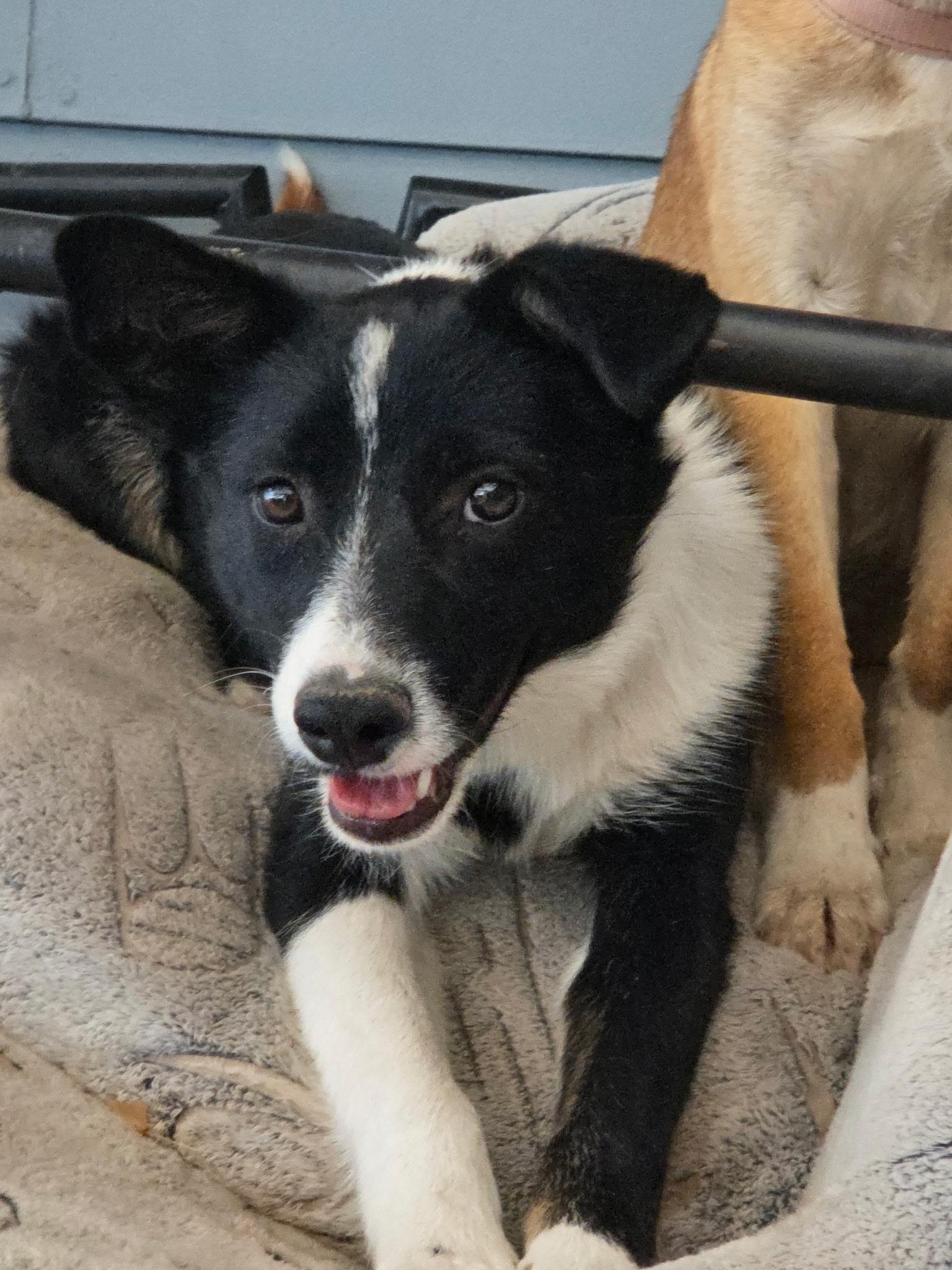 Enlarge Jane, a Adoptable mixed breed in Riverton, WY image 2/3