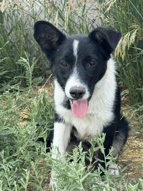Enlarge Jane, a Adoptable mixed breed in Riverton, WY image 3/3