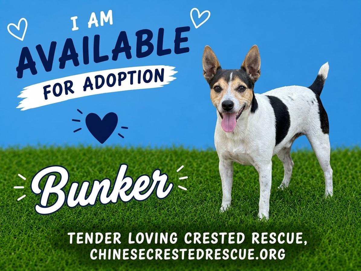 Bunker, Adoptable, Senior Male Terrier.