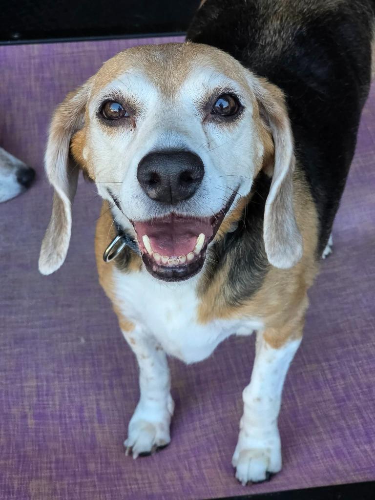 Enlarge Suzie, a Adoptable Beagle in Liverpool, NY image 1/3