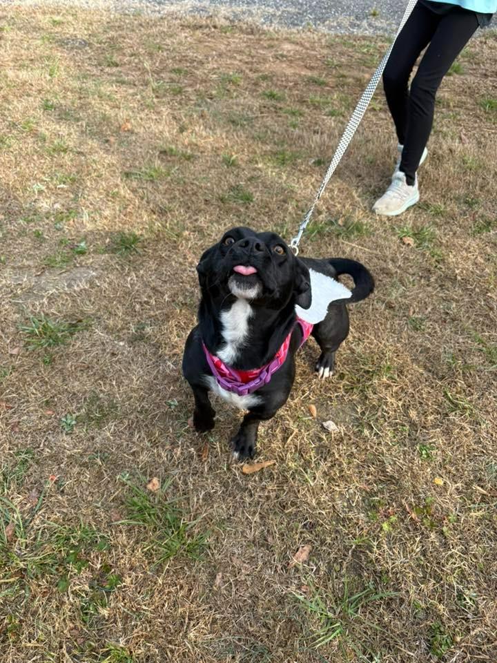 Dottie, Adoptable, Adult Female Dachshund & Mixed Breed.