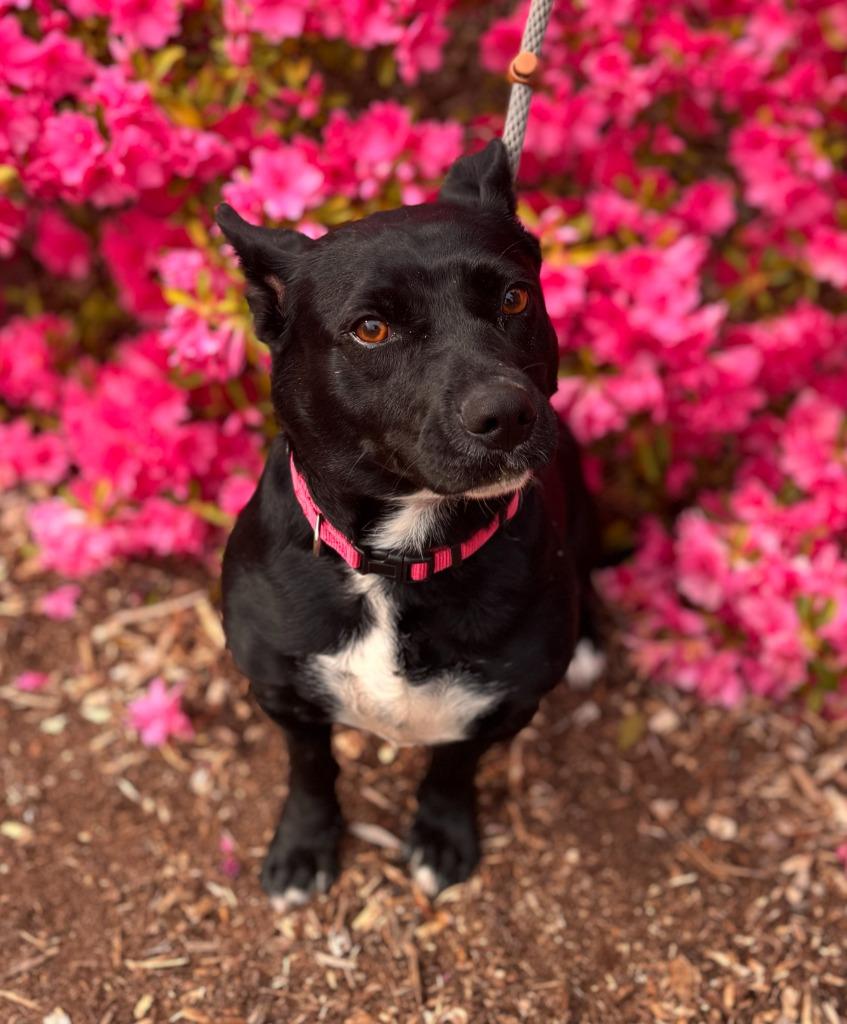 Enlarge Dottie, a Adoptable mixed breed in Madison, GA image 2/3