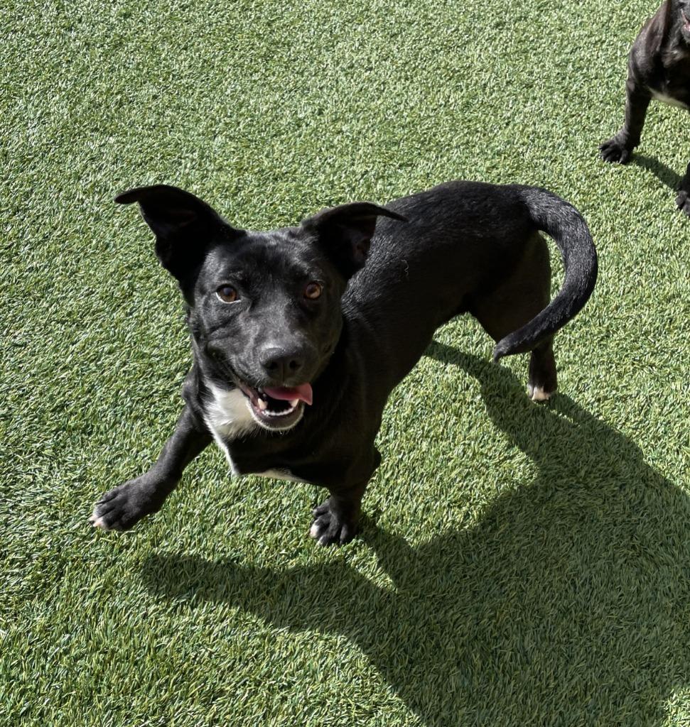 Enlarge Dottie, a Adoptable mixed breed in Madison, GA image 3/3