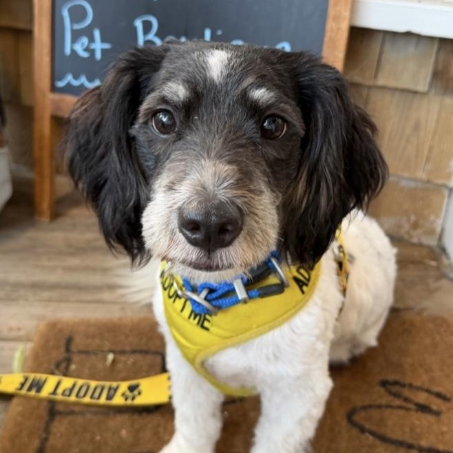 Duke, adopted, Young Male Mixed Breed.