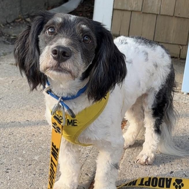 Enlarge Duke, an adopted Mixed Breed in Yaphank, NY image 4/4