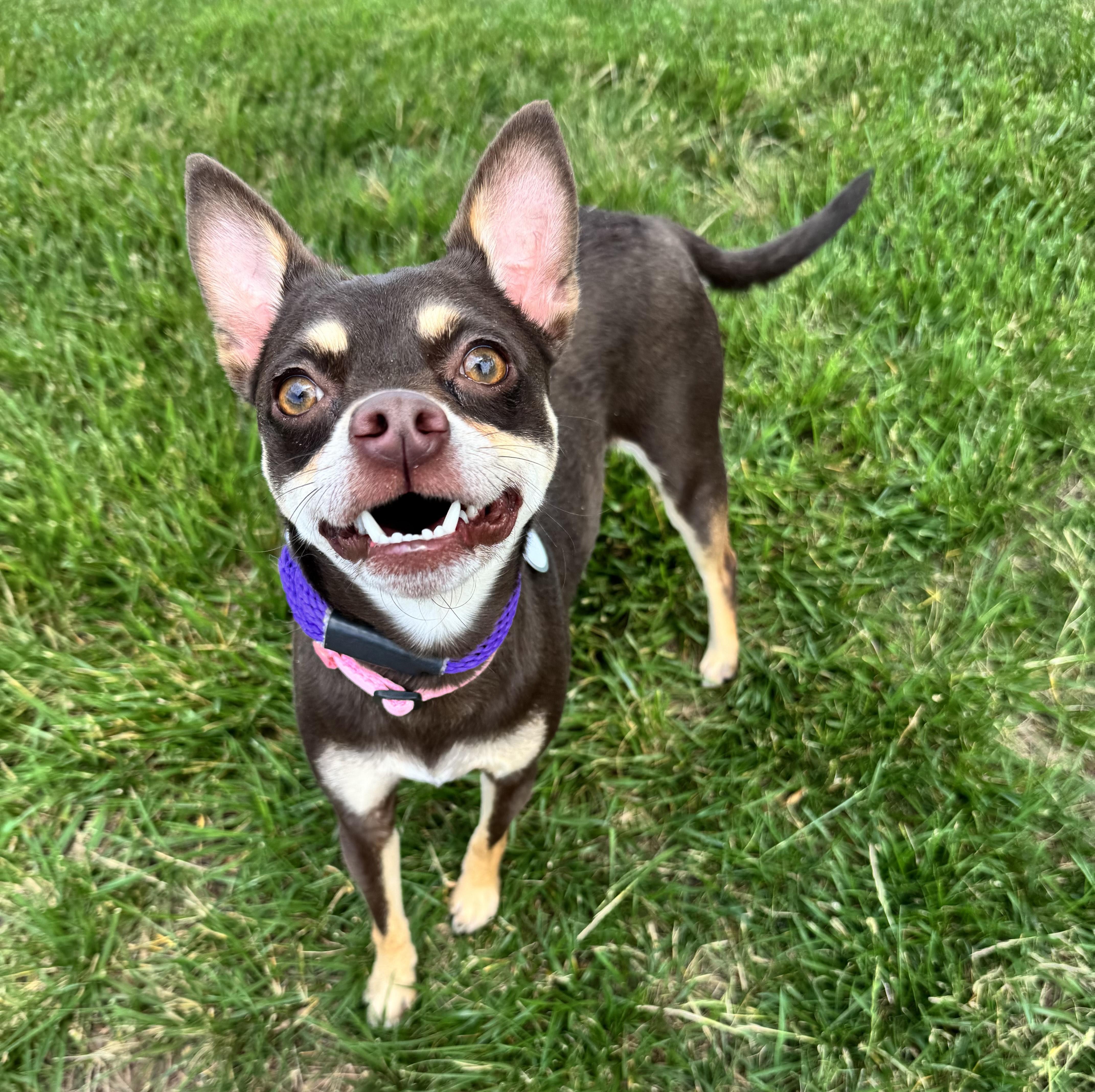 Gracie, a ADOPTABLE mixed breed in Manassas, VA image 4/4