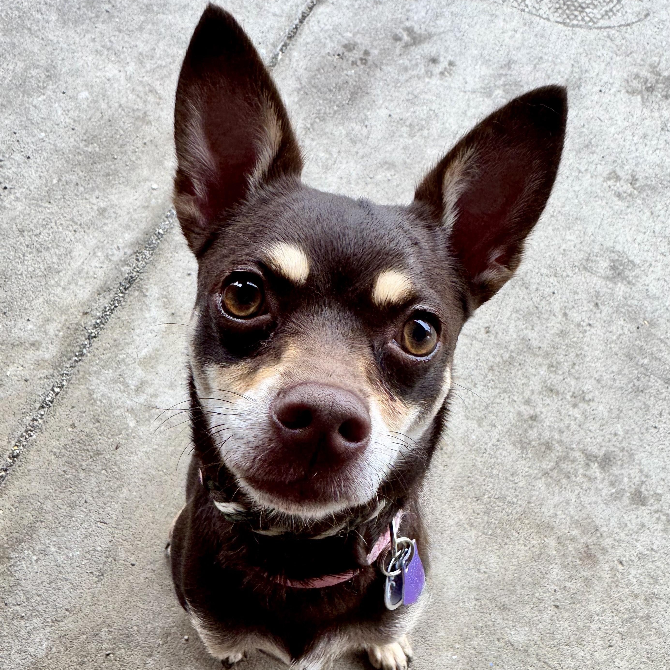 Gracie, a ADOPTABLE mixed breed in Manassas, VA image 1/4